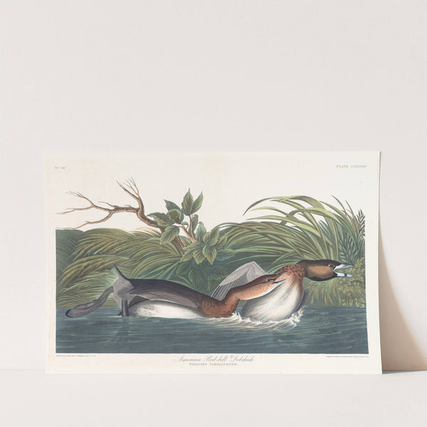 American pied-bill dobchick by John James Audubon