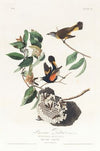American redstart