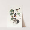 American redstart by John James Audubon