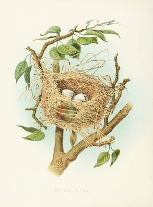American Redstart
