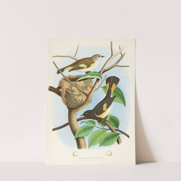 American Redstart (1882) by Edwin L. Sheppard