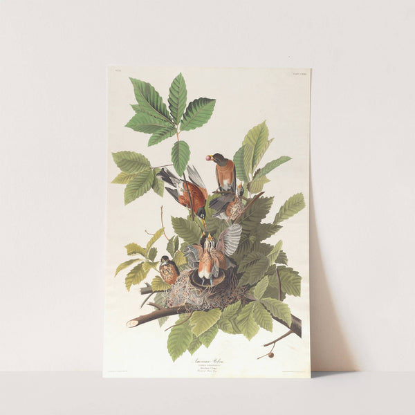 American robin by John James Audubon