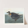 American scoter duck by John James Audubon