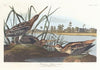 American snipe