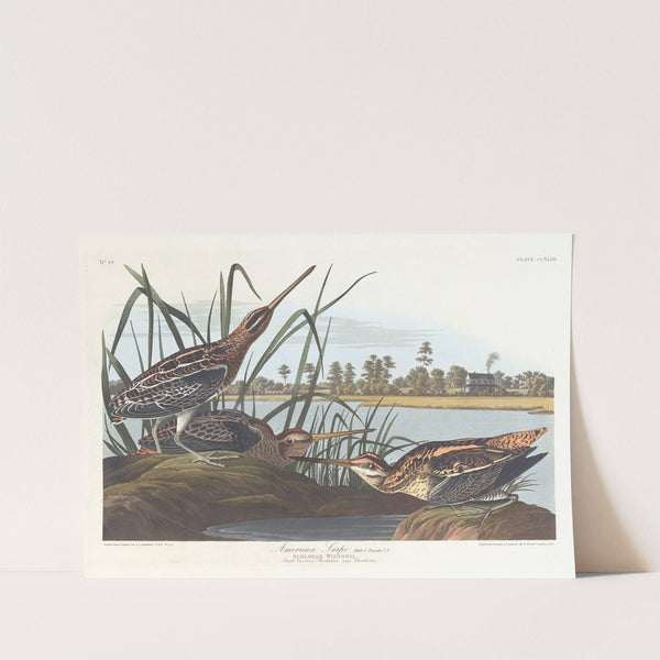 American snipe by John James Audubon