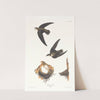 American swift by John James Audubon