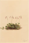 Pink Fleabane (Erigeron jucundus) (1904)