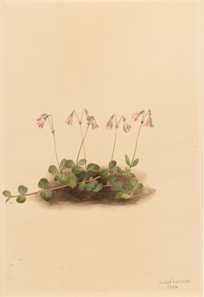 Pink Fleabane (Erigeron jucundus) (1904)