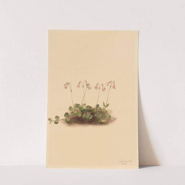 American Twinflower (Linnaea borealis americana) (1902) by Mary Vaux Walcott