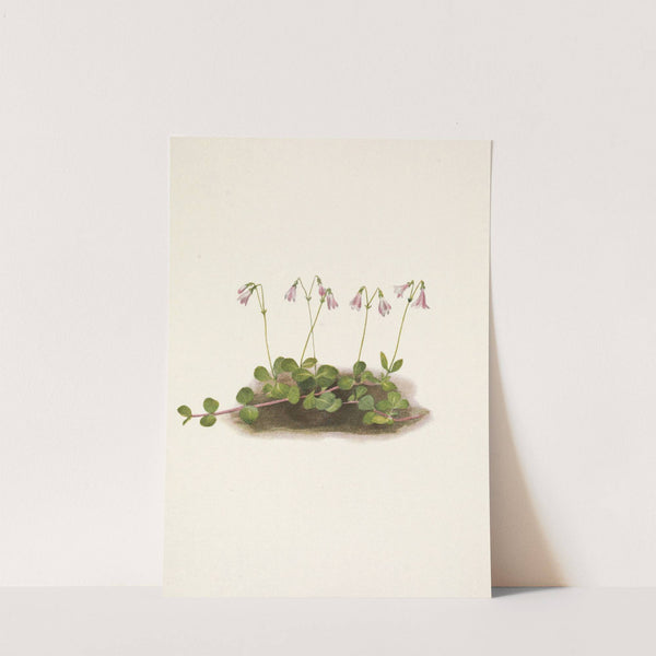 American Twinflower. Linnaea borealis americana (1925) by Mary Vaux Walcott