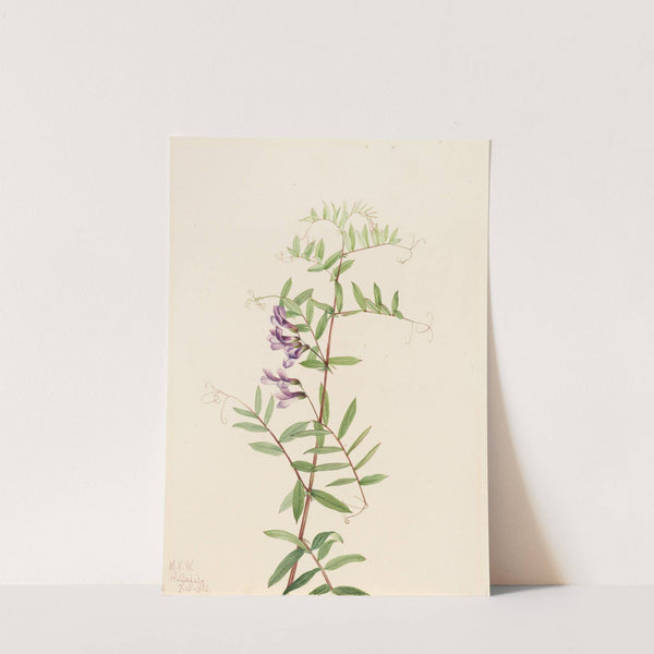 American Vetch (Vicia americana) (1922) by Mary Vaux Walcott
