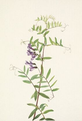 American Vetch. Vicia americana (1925)