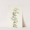 American Vetch. Vicia americana (1925) by Mary Vaux Walcott