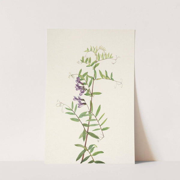 American Vetch. Vicia americana (1925) by Mary Vaux Walcott