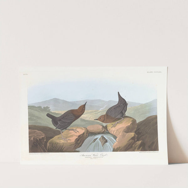 American water ouzel by John James Audubon