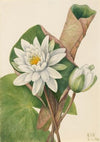 Pink Centaurium (Centaurium venustum) (1925)