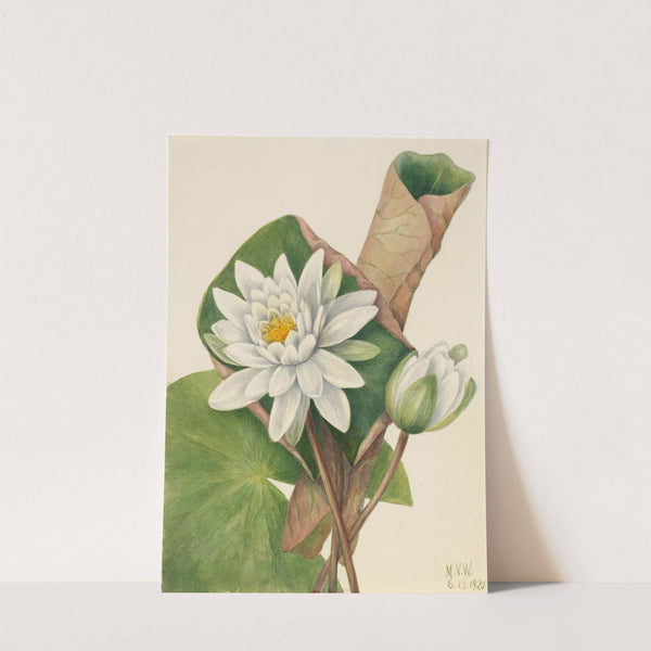 American Waterlily (Castalia odorata) (1920) by Mary Vaux Walcott