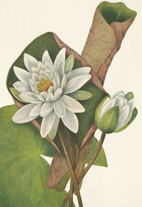 American Waterlily. Castalia odorata (1925)