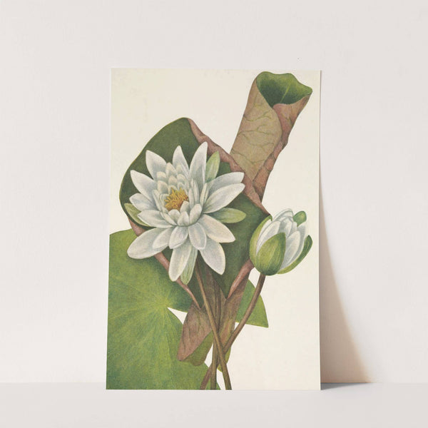 American Waterlily. Castalia odorata (1925) by Mary Vaux Walcott