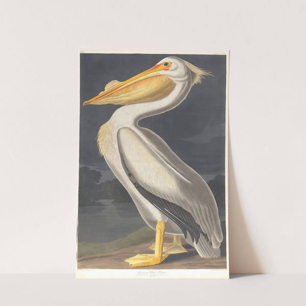 American white pelican by John James Audubon