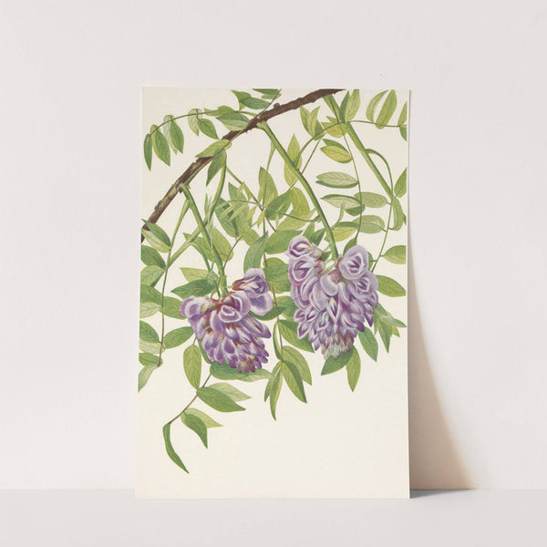 American Wistaria. Kraunhia frutescens (1925) by Mary Vaux Walcott