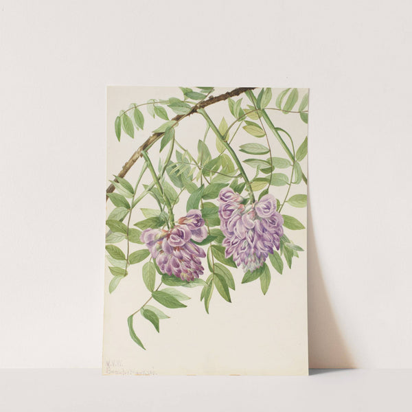 American Wisteria (Kraunhia frutescens) (1925) by Mary Vaux Walcott