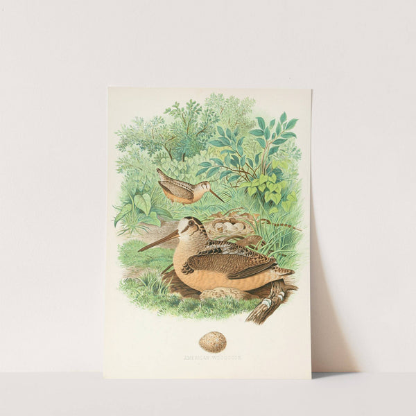 American Woodcock (1882) by Edwin L. Sheppard