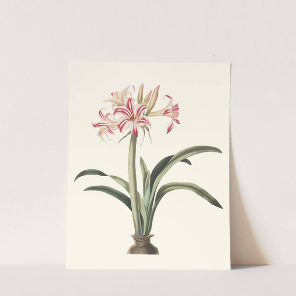 Ameryllis Superba (Vittata) by Priscilla Susan Bury