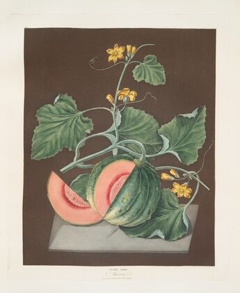 Amicua melon. (1812) — size preview