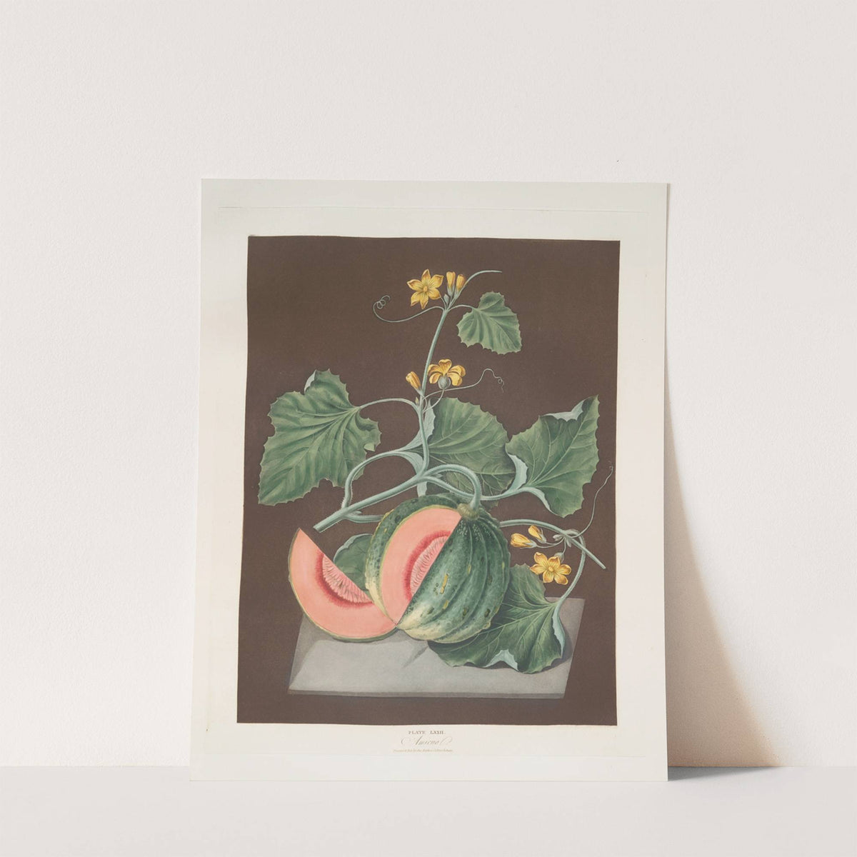 Amicua melon. (1812) by George Brookshaw