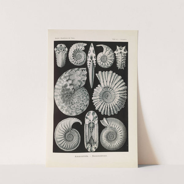 Ammonitida. - Ammonshörner by Ernst Haeckel