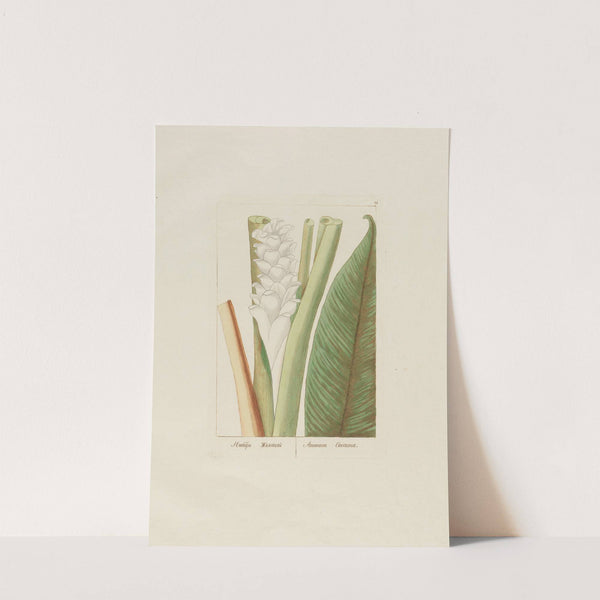 Amomum Curcuma (1797–1810) by Petr Martynovich Gofman