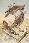 Ampelis garrulus