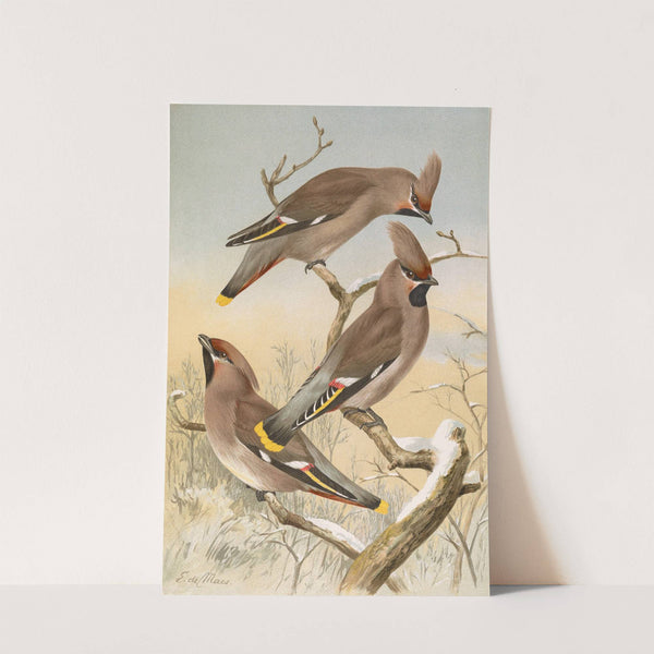 Ampelis garrulus by Johann Friedrich Naumann