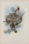 Ampelis garullus. Waxsen Chatterer. (1862-1873)