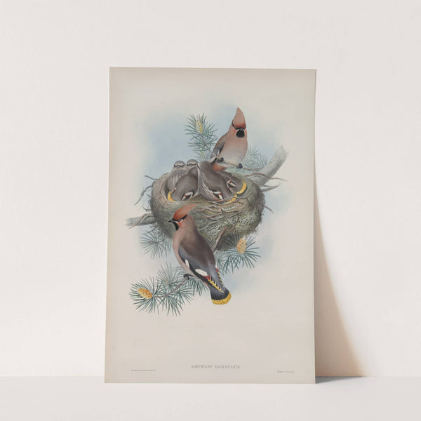 Ampelis garullus. Waxsen Chatterer. (1862-1873) by John Gould