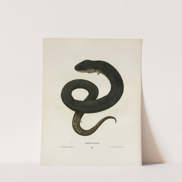 Amphiuma means by John Edwards Holbrook