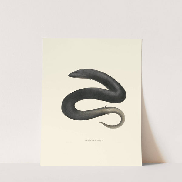 Amphiuma tridactyla by John Edwards Holbrook