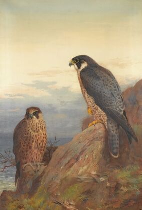 An Adult And Immature Peregrine (1889)
