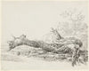An Ancient Tree Fallen Beside a Stream