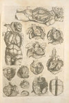 An atomy of the male body