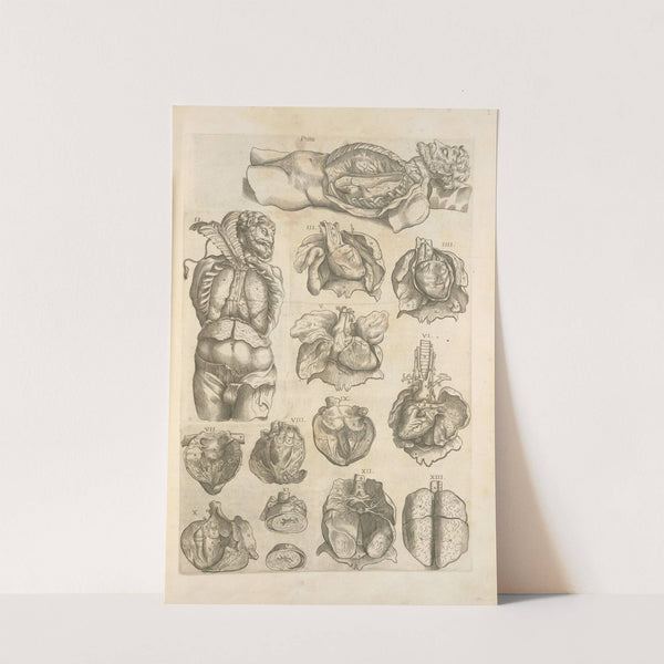 An atomy of the male body by Thomas Geminus