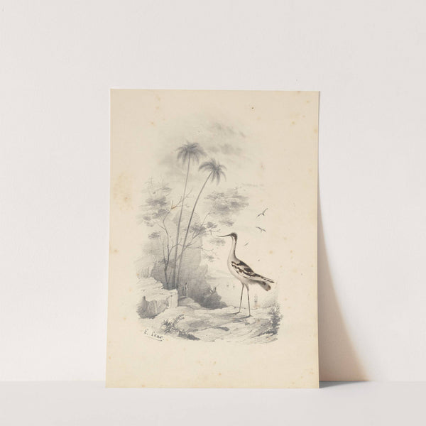 An avocet by Edward Lear