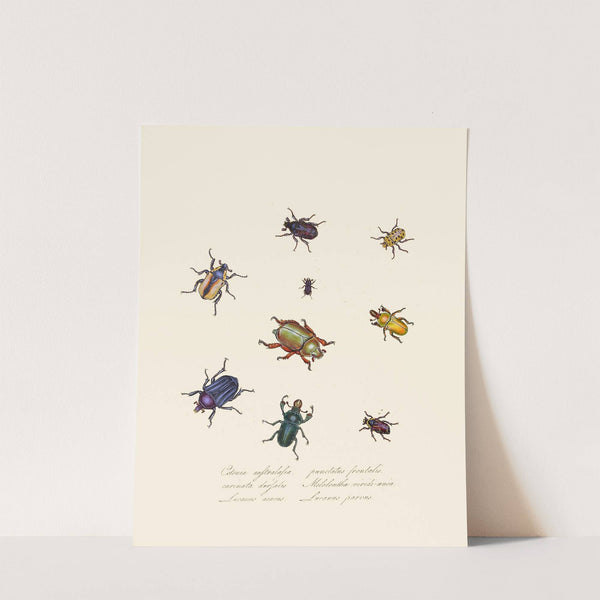 An epitome of the natural history of the insects of New Holland, New Zealand Pl.01 by Edward Donovan