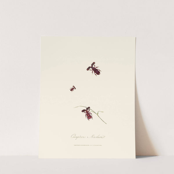 An epitome of the natural history of the insects of New Holland, New Zealand Pl.02 by Edward Donovan