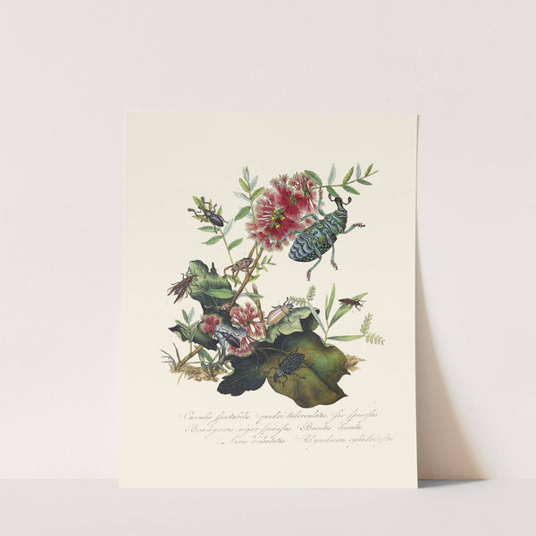 An epitome of the natural history of the insects of New Holland, New Zealand Pl.03 by Edward Donovan