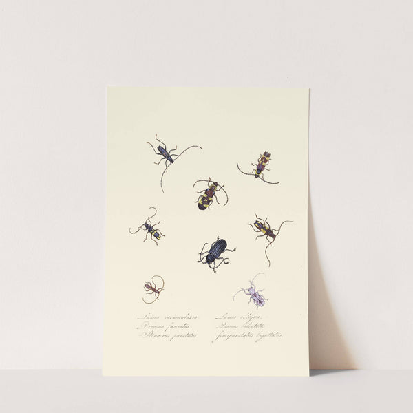 An epitome of the natural history of the insects of New Holland, New Zealand Pl.05 by Edward Donovan