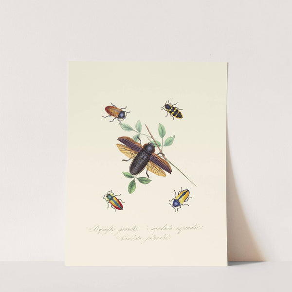 An epitome of the natural history of the insects of New Holland, New Zealand Pl.07 by Edward Donovan