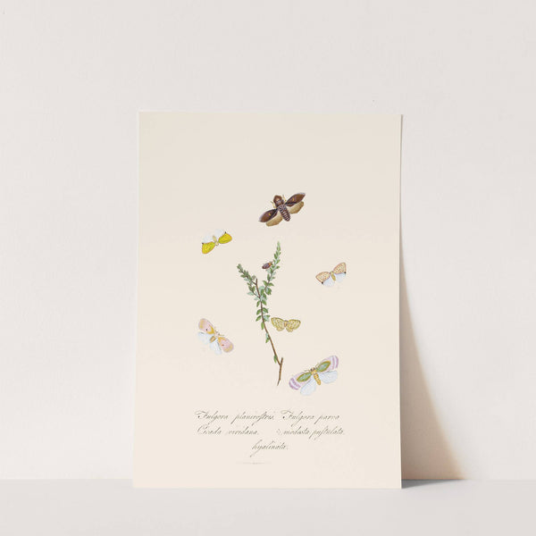 An epitome of the natural history of the insects of New Holland, New Zealand Pl.08 by Edward Donovan