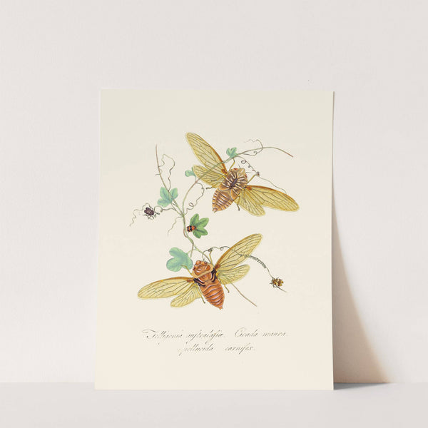 An epitome of the natural history of the insects of New Holland, New Zealand Pl.09 by Edward Donovan